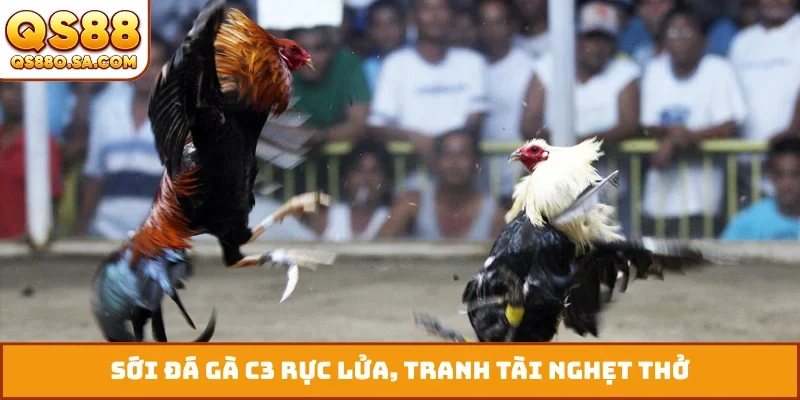 Sới đá gà C3 rực lửa, tranh tài nghẹt thở